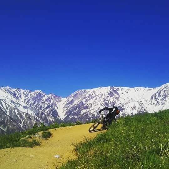 白馬岩岳スノーフィールドさんのインスタグラム写真 - (白馬岩岳スノーフィールドInstagram)「5/24 おはようございます。  今日も最高です！  カミカゼDHコース下部(TARO)、明日オープンです。 フレッシュですよ～！ 週末は岩岳MTBパークへ！  岩岳MTBパークオープン状況 天気: 晴れ  スキルアップエリア (初級者) オープン コンディション:ほどよく締まった土  岩岳の森クロスカントリー(中級者) オープン コンディション: ほどよく締まった土  マウンテンサイクリングコース(初級) オープン コンディション:ほどよく締まった土 ※一部雪解けのためウェット  アルプスDH(初級～中級) オープン コンディション: ほどよく締まった土  カミカゼDH(上級) オープン (上部のエリアのみ) コンディション: ほどよく締まった土 ※まだほとんどが整備の為クローズ  Iwatake MTB Park Condition & Status Weather: Sunny  Skill-up Area (beginner) OPEN CONDITION: Firm  Iwatake Forest Cross-country (intermediate) OPEN CONDITION: Firm  Mountain Cycling Course (beginner) OPEN CONDITION: Firm ※Some part wet due to snow melting  Alps DH (beginner-intermediate)  OPEN CONDITION: Firm ※Please be careful of small stones  Kamikaze  DH (advanced) OPEN (only upper area) CONDITION: Firm ※Mostly closed due to  maintenance.  #iwatakemtbpark #flowtrail #hakubavalley  #ridehakuba #mtbjapan  #japow  #jabrownpow  #japanpowder  #kamikazedh  #alpsdh  #moutaincycling」5月24日 8時14分 - hakuba_iwatake