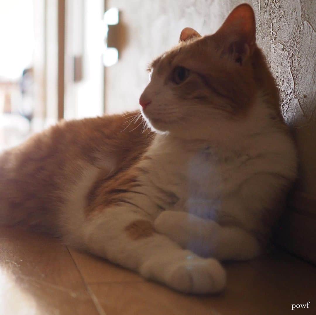 anemone_69のインスタグラム：「. #ハカセとキョウジュ #茶トラ白 #茶白 #cat #猫 #保護猫 . .」