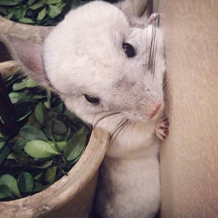 Mr. Bagelのインスタグラム：「‘Member me?! . . #Fluffy #MrBagel #Chinchilla #memberberries」