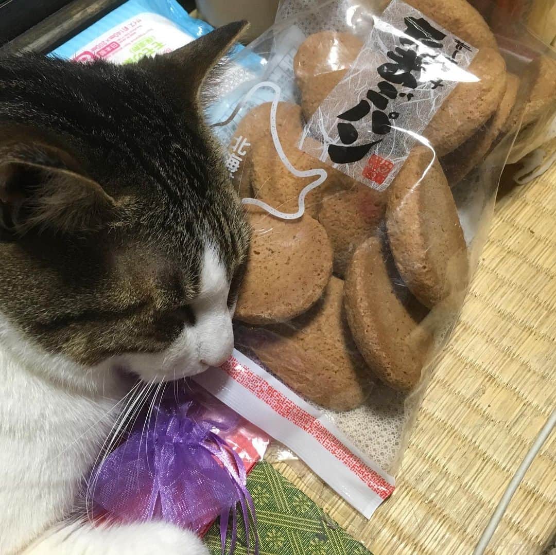 lululukululuさんのインスタグラム写真 - (lululukululuInstagram)「うちの子  kululu🍭 玉子パンを枕にうたた寝中💤💤 #ねこ#ネコ#猫#cat」5月24日 9時06分 - tajitajicat