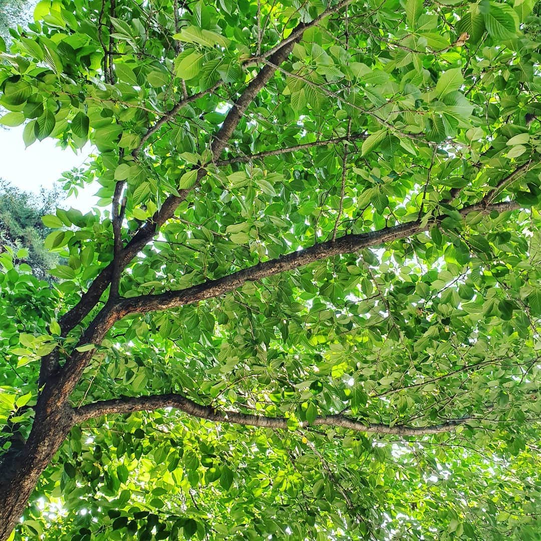 イ・シヨンさんのインスタグラム写真 - (イ・シヨンInstagram)「못본사이에 너 정말 풍성해졌구나🌿💚🌿💚 #여름나무 #세상에서 #제일예쁜 #초록색 😍😍😍」5月24日 9時15分 - leesiyoung38