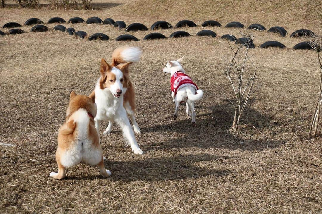 柴犬ハル&保護犬すずさんのインスタグラム写真 - (柴犬ハル&保護犬すずInstagram)「🐐 . 「おねーちゃーーーん！！！ 相撲がんばれーーー！ メス犬の強さ見せてやれー！🤼‍♂️」 . #おい #そこのシロヤギ #お前はあっちでヤギと遊んでろー！ #はいすみませんでしたーー！怖 #すず大型犬に怒られるの巻😂 . #柴犬#柴#kagoshima#dog#puppy#shibainu#shibastagram#いぬバカ部#family#鹿児島#赤柴#雑種#天文館#日本犬#保護犬を家族に#保護犬#元保護犬#ドッグラン」5月24日 9時18分 - haruharu040777