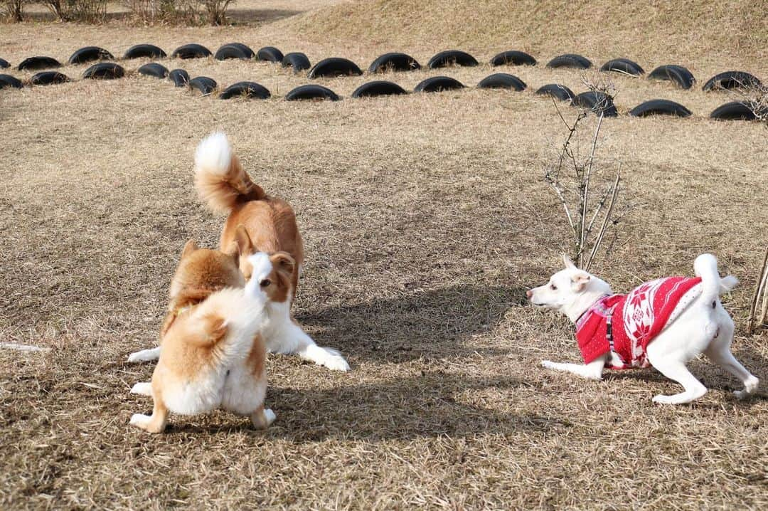 柴犬ハル&保護犬すずさんのインスタグラム写真 - (柴犬ハル&保護犬すずInstagram)「🐐 . 「おねーちゃーーーん！！！ 相撲がんばれーーー！ メス犬の強さ見せてやれー！🤼‍♂️」 . #おい #そこのシロヤギ #お前はあっちでヤギと遊んでろー！ #はいすみませんでしたーー！怖 #すず大型犬に怒られるの巻😂 . #柴犬#柴#kagoshima#dog#puppy#shibainu#shibastagram#いぬバカ部#family#鹿児島#赤柴#雑種#天文館#日本犬#保護犬を家族に#保護犬#元保護犬#ドッグラン」5月24日 9時18分 - haruharu040777