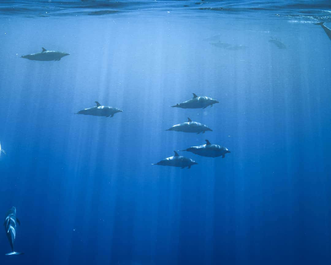 And Youさんのインスタグラム写真 - (And YouInstagram)「Its easy to swim through a busy week with good ocean buddies. . . . . . . #hawaiivacation #dolphinlovers #sealife #oceanlife #oahutours #gohawaii #lovehawaii #tropical #fisharefriends #ocean #hawaiitrip」5月24日 9時22分 - dolphinsandyou