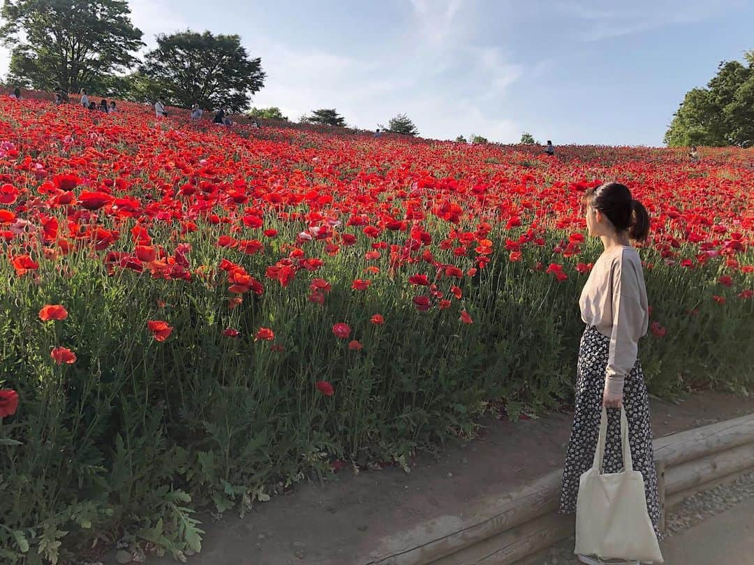 柏山奈々美さんのインスタグラム写真 - (柏山奈々美Instagram)「真っ赤！！！ シャーレーポピーっていうお花だよ。 今が一番綺麗に見れた〜。 無加工でこの鮮やかさ！ 赤い絨毯が広がってて なんて綺麗なんだ。 ネモフィラも素敵だったけどポピーもいいなぁ😌  歩いても歩いても続く花畑。 とても元気をもらいました💐  #シャーレーポピー #flower  #ポピー #花 #花畑 #花が好きな人と繋がりたい #国営昭和記念公園」5月24日 20時23分 - nanamikashiyama