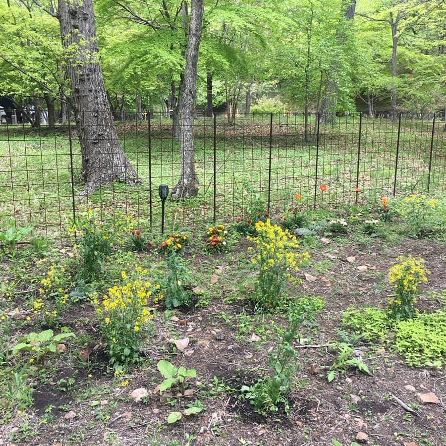 今村沙緒里さんのインスタグラム写真 - (今村沙緒里Instagram)「植えるとき🌱 元気に育ってくれるよう エネルギーを送ります！ ・ 植物係も3シーズン目で ユリちゃんとわたし 選ぶのも植えるのも早くなりました☺︎ 今回は80個くらいかな。 成長が楽しみ🌱🍀🌿 ・ When planting plants, I hope they grow up well💚 It's magic🦔 ・ #nature #plants #gardening #flowers #beautiful #love #photo #life #자연 #꽃 #사랑해 #사진 #植物 #花 #自然 #野花 #庭 #ガーデンデザイン #植物係 #元気に育ちますように」5月24日 18時55分 - saorix13