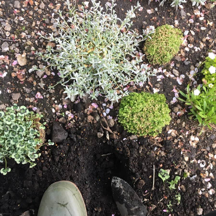 今村沙緒里のインスタグラム：「植えるとき🌱 元気に育ってくれるよう エネルギーを送ります！ ・ 植物係も3シーズン目で ユリちゃんとわたし 選ぶのも植えるのも早くなりました☺︎ 今回は80個くらいかな。 成長が楽しみ🌱🍀🌿 ・ When planting plants, I hope they grow up well💚 It's magic🦔 ・ #nature #plants #gardening #flowers #beautiful #love #photo #life #자연 #꽃 #사랑해 #사진 #植物 #花 #自然 #野花 #庭 #ガーデンデザイン #植物係 #元気に育ちますように」