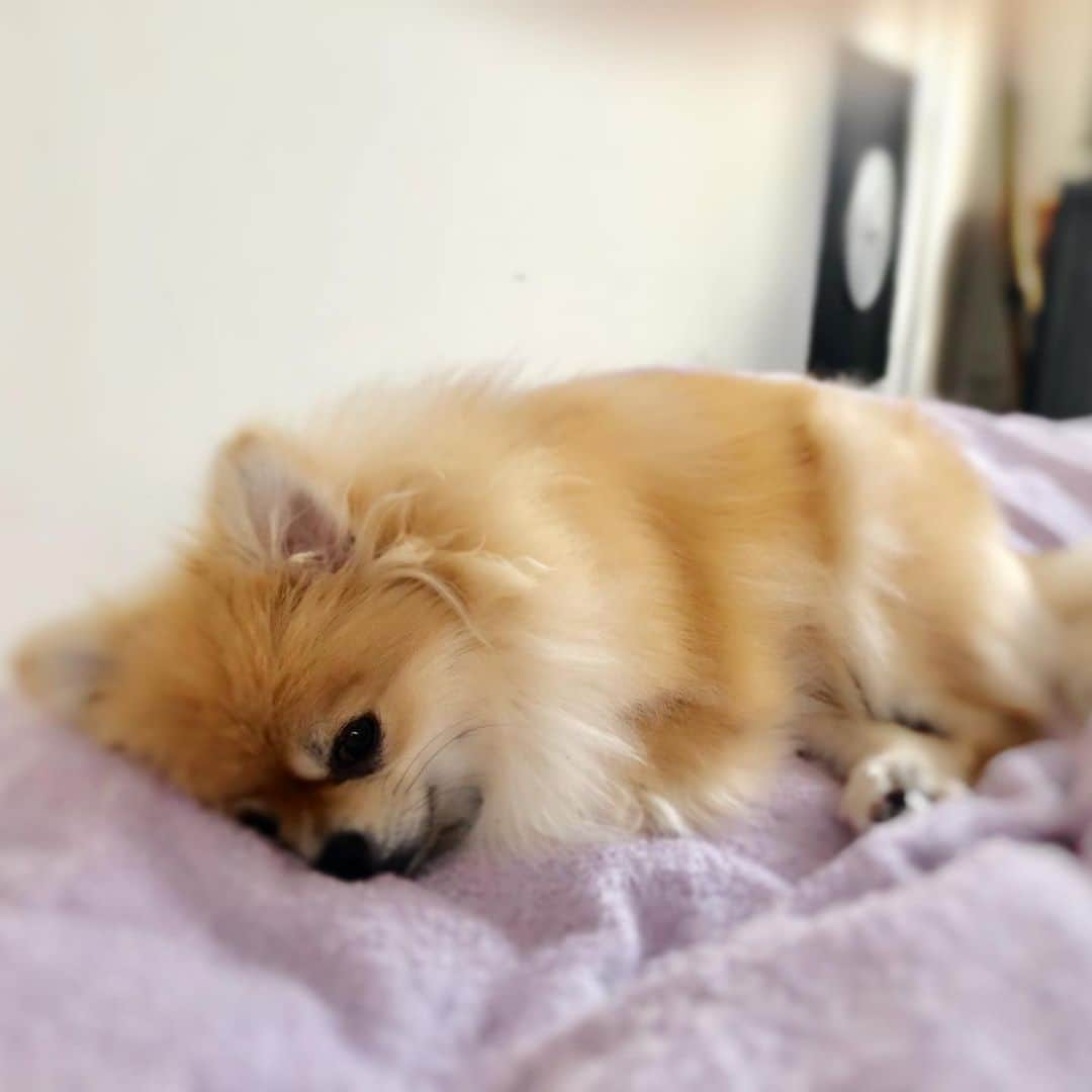 とよた真帆さんのインスタグラム写真 - (とよた真帆Instagram)「まだ眠い💤  #dog#いぬ #保護犬#ぱるる #pomeranian #sleep」5月24日 19時06分 - maho_toyota