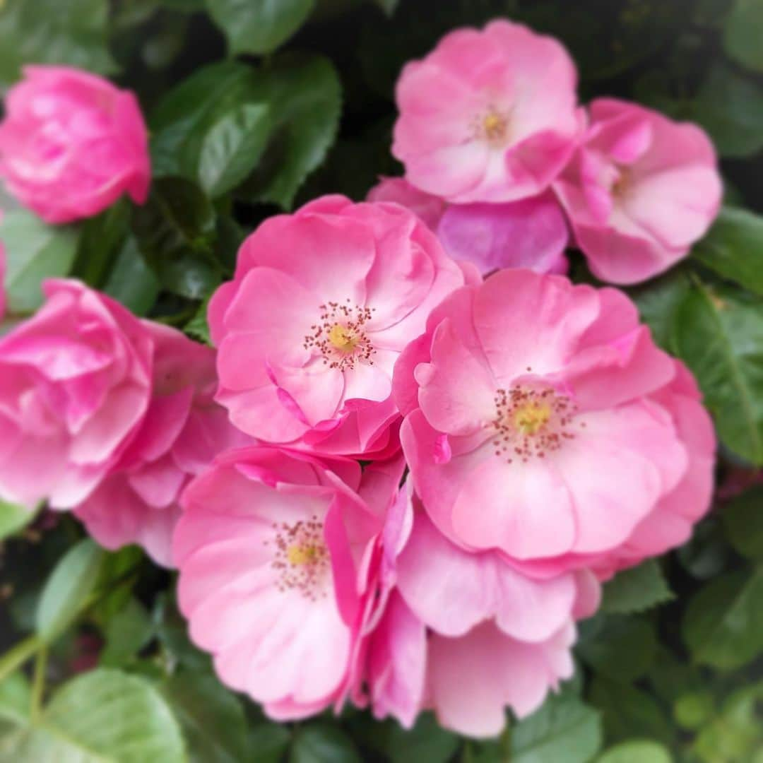 とよた真帆さんのインスタグラム写真 - (とよた真帆Instagram)「お散歩で出会った華やかさん😊  #花 #flower #pink #お散歩 #華やか」5月24日 19時09分 - maho_toyota