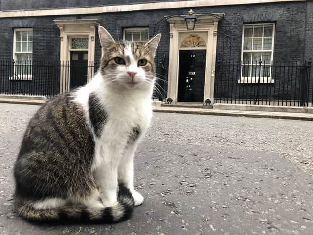 Aww Clubさんのインスタグラム写真 - (Aww ClubInstagram)「The only Prime Meownister we trust. Larry the No.10 cat⠀ ⠀ #meowed #uk #larry #Primeminister #Larrywetrust #number10cat #worldleader」5月24日 19時32分 - meowed