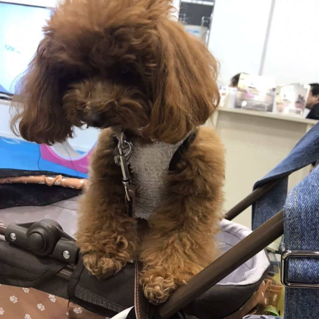 CheriWANさんのインスタグラム写真 - (CheriWANInstagram)「【ご紹介🐶❤️】﻿﻿﻿﻿﻿﻿ ﻿﻿﻿﻿﻿﻿ #インターペット2019 にて﻿﻿﻿﻿﻿﻿ CheriWANブースにお立ち寄りいただいた﻿﻿﻿﻿﻿﻿ ワンちゃん達のご紹介です✨﻿﻿﻿﻿﻿﻿ ﻿﻿﻿﻿ 今日はトイプードルちゃんのご紹介です❗﻿ ﻿﻿﻿﻿﻿﻿ CheriWANの商品を﻿﻿﻿﻿ 試食していただきました〜😀❣️﻿﻿﻿﻿﻿ ﻿ うまうますぎてバギーから乗り出している姿が﻿ 可愛すぎますね😳﻿ ﻿﻿ ﻿犬用米粉パンケーキはこちらのハッシュタグにてシェアお願いします🐕💓↓﻿﻿﻿ ﻿﻿﻿ #ワンコ米粉パンケーキ ﻿﻿﻿﻿ ﻿﻿﻿ ﻿﻿ #インターペット #interpets #CheriWAN #シェリーワン #犬 #ふわもこ部 #愛犬 #わんこ#ペット #いぬすたぐらむ #ワンコ#無添加 #無着色 #無香料 #米粉パンケーキミックス #グルテンフリー #米粉 #ドッグフード #トリーツ #いぬ#いぬのおやつ #ワンちゃん用 #いちご #ドライフルーツ #love」5月24日 19時39分 - cheriwan_official