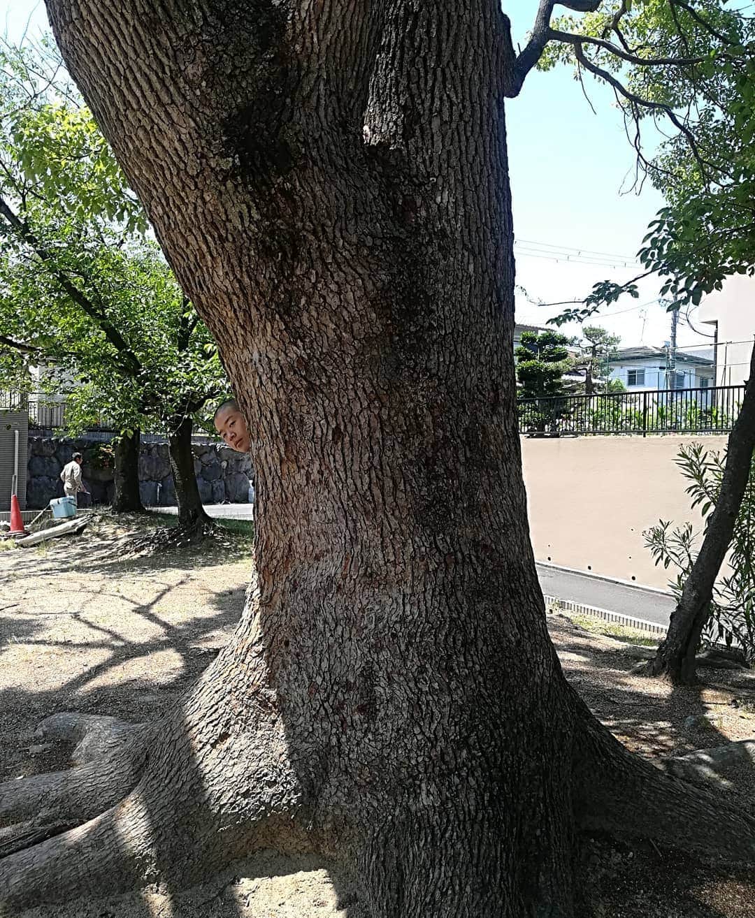 山名文和さんのインスタグラム写真 - (山名文和Instagram)「どーこだ  #樹 #木 #モウカリマッカー学園 #アキナ」5月24日 19時41分 - fumikazu_yamana