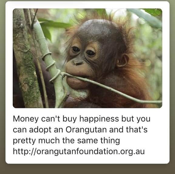 OFI Australiaさんのインスタグラム写真 - (OFI AustraliaInstagram)「Become a Foster Parent to one of our gorgeous orphaned orangutan infants.  _________________________________ 🐒 OFIA Founder: Kobe Steele 💌 kobe@ofiaustralia.com | OFIA Patron and Ambassador: @drbirute @orangutanfoundationintl |  www.orangutanfoundation.org.au 🐒  #orangutan #orphan #rescue #rehabilitate #release #BornToBeWild #Borneo #Indonesia #CampLeakey #orangutans #savetheorangutans #sayNOtopalmoil #palmoil #deforestation #destruction #rainforest #instagood #photooftheday #environment #nature #instanature #endangeredspecies #criticallyendangered #wildlife #orangutanfoundationintl #ofi #drbirute #ofi_australia #ofia #FosterAnOrangutanToday」5月24日 20時12分 - ofi_australia