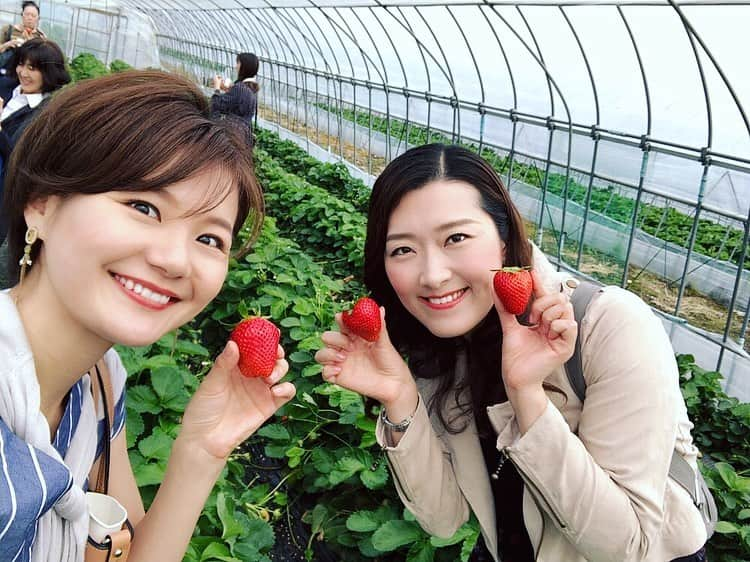 桜帆ゆかりさんのインスタグラム写真 - (桜帆ゆかりInstagram)「りおなといちご狩り🍓 ちょーっと時期遅くなったけど滑りこみで去年と同じく【スカイベリー】🥰 🍓 🍓 あまり行ったことのない地域で名産のものを常に食べてるツアーでした😋💓 来年はあしかがフラワーパーク行きたいぃー🥰❤️❤️ 🍓 🍓 🍓 🍓 🍓 #冴華りおな ちゃん  #いちご狩り  #今年もいちごの里  #寝ずに喋り続ける  #やっぱり私たちは  #タフなのかもしれない  #栃木  #茨城  #鉾田」5月24日 11時27分 - chahoroo93