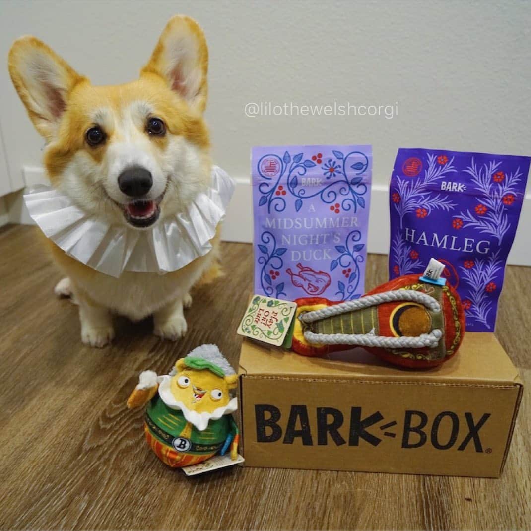 Liloさんのインスタグラム写真 - (LiloInstagram)「To barkbox or not to barkbox that is the question woof. Well obviously the answer is yes woof! Sign up using code “LILOCORGI” for extra goodies and join the cast of @barkbox woof! #barkboxday」5月24日 11時29分 - lilothewelshcorgi