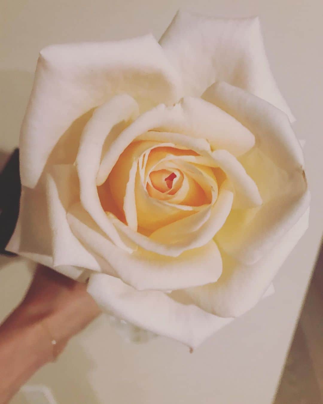 橋本麗香のインスタグラム：「皆様😊✨✨✨ 昨日から感情リリース大大会をしていましたが😂 皆様のメッセージにきちんと目を通させて頂きました😌🙏🏻 今回は日頃のマイナスな感情リリースという事でしたが😫😤😖🤬🤯☹️🥺😱🤫😑 皆様の中の9.9割りの方がご自分が一方的に発している事では無く、何らかの原因が有りそこに付随した感情だと見受けられました。 要するに、他から原因が生じ、それを処理する為のこちらの反応と言ったところでしょうか。 言わば貰い事故(ほとんどがそうなのかもなぁ。。) 皆様頑張っているのだな🥺✨ と感じました。 自分の問題なのにも関わらず、他者が介入して来たり、 問題で無かった事を問題視されたり 自分の事がいつの間にか自分の手から離れ 一人歩きしていたり。。 内容は様々でしたが 皆様の人間性の素晴らしさを感じる事が出来ました。 お門違いな事や理不尽な事と向き合いながら、自分を崩さずに対応なさってるのを感じられて、私も力を頂きました🙏🏻(私も大人にならなきゃ😅) ． 他から受けた衝撃も、自分の感情と結び付いていますので、自分で解決するしかありません。 なにも感じない様に蓋をするのでは無く、私の場合はきちんと自分の感情と対峙し、対処して行く方法を取ります。 他を変えようとするより、自分が変化した方が感情、思考共にスムーズだからです。 ． これからも生きていく中で 日々様々な事を感じて生きて行くでしょうが、 どこに“フォーカス”するかで感じ方が変わって来ます。 昨日の様にリリースする日を決めてリリースしたら あとは自分の幸せにフォーカスを戻します。 クリアになったハートには 歪んだエネルギーは介入しずらいのです。 その為にいつでもクリアで居られる様に 自分の感情と対峙し、リリースします。 綺麗なお部屋をキープする様に クリアなマインドをキープ出来る様に 自分を知って自分自身をチューニングする。。 ． 今回皆様のクリアリングで 私自身も同時にクリアリングされました！ スッキリ✨✨✨✨✨✨🙌🏼 ． ここに感謝申し上げます💖🙏🏻💖」