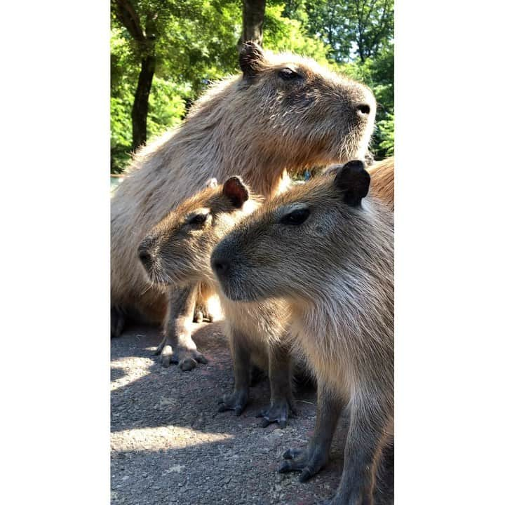 中山美香のインスタグラム