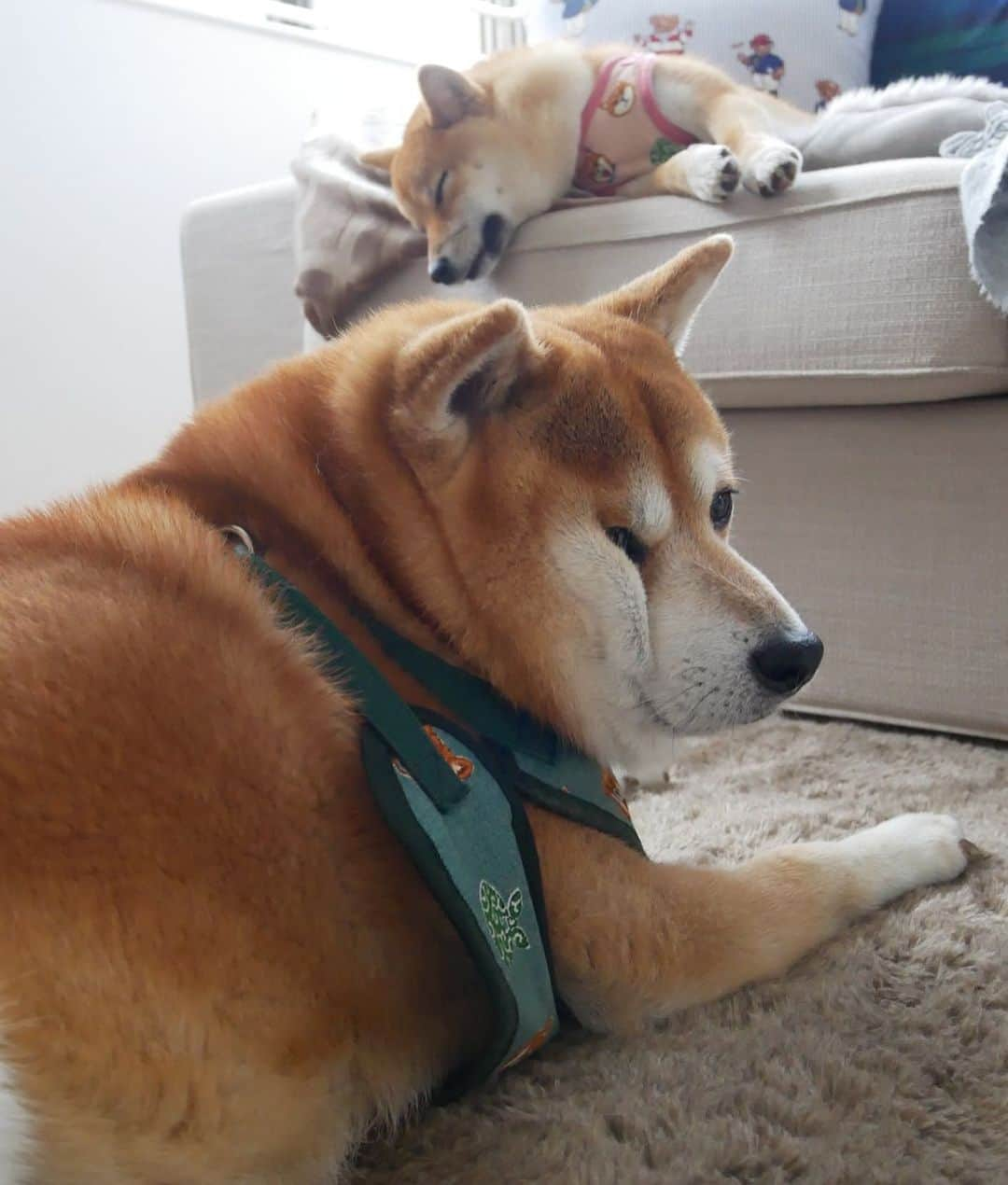 shibainu berryさんのインスタグラム写真 - (shibainu berryInstagram)「🐻 Mukumin occupied my nap room. 🐻俺の昼寝場所取られた #❤️迷子犬の掲示板応援団 @maigo_dog  #❤️迷子犬の掲示板四国応援 @maigo_dog_shikoku #めざせ迷子犬ゼロ👌 #柴犬 #べりやん #べりむく #多頭飼い #berry #shiba #shibainu  #shibainumania #shibastagram #instashiba #ぷにっと部 #口角キュキュッと部  #チーム俺様 →部員絶賛募集中 #shiba_snap #proudshibas #west_dog_japan #サンデイ #instagramjapan #ふわもこ部 #pecoいぬ部 #pecotv #buzzfeedanimals #dogsofinstagram #dogsofinstaworld #dogs_of_instagram #9gag」5月24日 12時09分 - shibainu.berry