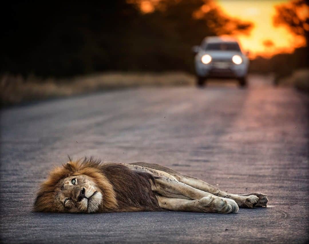 ナショナルジオグラフィックさんのインスタグラム写真 - (ナショナルジオグラフィックInstagram)「Photo by Ken Geiger @kengeiger | Here, one might say that "simba"  translates as "caution, speed bump ahead." But of course simba means "lion" in Swahili. This guy, after spending most of the day feasting on a kudu, decided to take his evening nap in the middle of the road. Speed limits in Kruger National Park are low, making wildlife safety the priority over tourist vehicles. #krugernationalpark #lion #SouthAfrica  To explore more images of the #Africa follow @KenGeiger」5月24日 12時33分 - natgeo