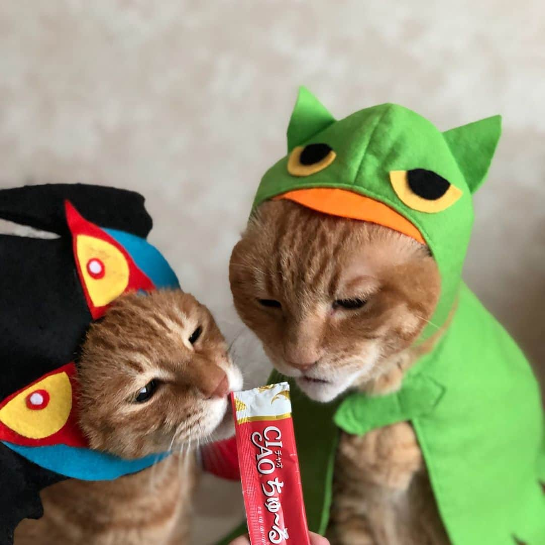 mayumiさんのインスタグラム写真 - (mayumiInstagram)「20190524 ✩ デビルマン vs みみずくの竜 ちゅーるの奪い合い😹😹 ． レンタル衣装部 @shirukotan  こちらの衣装は #しるコレ です🖤💚 ． #ラブリードンキ @lovely_donki ドン・キホーテ室蘭中島店で購入 ． #しょぼペロ祭 ． #シブにゃん隊over10#無敵の親バカ同盟 #IGersJP#ふわもこ部 #テリドリ2019#かぶりものテリドリ ． #pecoマガジン表紙デビュー#ねこにすと9有楽町#ビューティプロコンテスト @beautypro_contest ． #cat#猫#茶トラ#gingercat#catstagram#instacat#weeklyfluff #Excellent_cats#cat_features#catofinstagram ． #サンデイ#ペコねこ部#朝ワンコ夕ニャンコ#sippo#今日のうちの子🐶🐱ねこにすと#nyancon01#nekoclub#NEKOくらぶ」5月24日 12時45分 - imuyamotas