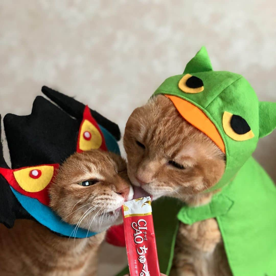 mayumiさんのインスタグラム写真 - (mayumiInstagram)「20190524 ✩ デビルマン vs みみずくの竜 ちゅーるの奪い合い😹😹 ． レンタル衣装部 @shirukotan  こちらの衣装は #しるコレ です🖤💚 ． #ラブリードンキ @lovely_donki ドン・キホーテ室蘭中島店で購入 ． #しょぼペロ祭 ． #シブにゃん隊over10#無敵の親バカ同盟 #IGersJP#ふわもこ部 #テリドリ2019#かぶりものテリドリ ． #pecoマガジン表紙デビュー#ねこにすと9有楽町#ビューティプロコンテスト @beautypro_contest ． #cat#猫#茶トラ#gingercat#catstagram#instacat#weeklyfluff #Excellent_cats#cat_features#catofinstagram ． #サンデイ#ペコねこ部#朝ワンコ夕ニャンコ#sippo#今日のうちの子🐶🐱ねこにすと#nyancon01#nekoclub#NEKOくらぶ」5月24日 12時45分 - imuyamotas