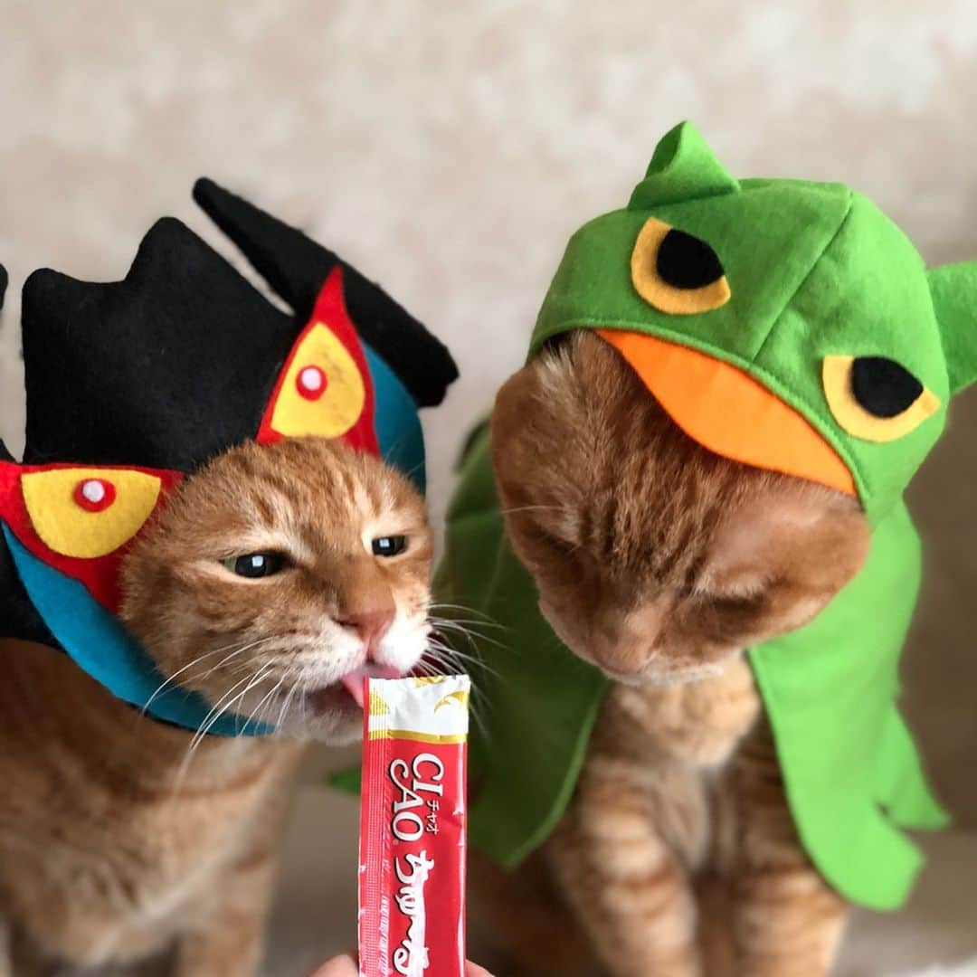 mayumiさんのインスタグラム写真 - (mayumiInstagram)「20190524 ✩ デビルマン vs みみずくの竜 ちゅーるの奪い合い😹😹 ． レンタル衣装部 @shirukotan  こちらの衣装は #しるコレ です🖤💚 ． #ラブリードンキ @lovely_donki ドン・キホーテ室蘭中島店で購入 ． #しょぼペロ祭 ． #シブにゃん隊over10#無敵の親バカ同盟 #IGersJP#ふわもこ部 #テリドリ2019#かぶりものテリドリ ． #pecoマガジン表紙デビュー#ねこにすと9有楽町#ビューティプロコンテスト @beautypro_contest ． #cat#猫#茶トラ#gingercat#catstagram#instacat#weeklyfluff #Excellent_cats#cat_features#catofinstagram ． #サンデイ#ペコねこ部#朝ワンコ夕ニャンコ#sippo#今日のうちの子🐶🐱ねこにすと#nyancon01#nekoclub#NEKOくらぶ」5月24日 12時45分 - imuyamotas