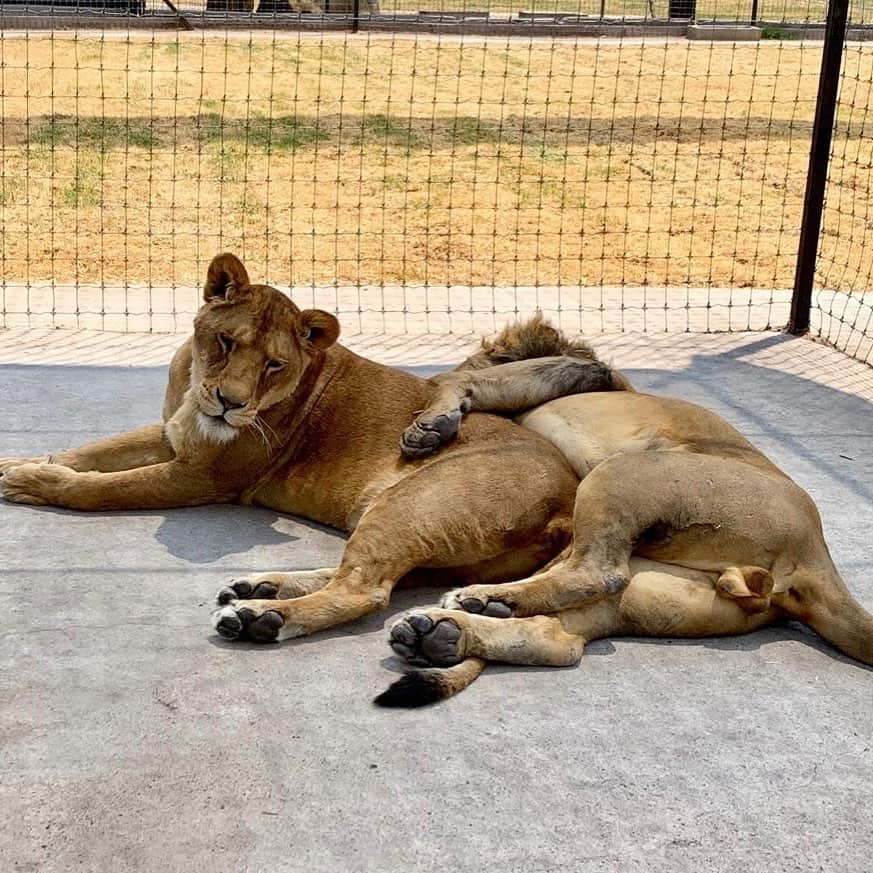 Black Jaguar-White Tiger さんのインスタグラム写真 - (Black Jaguar-White Tiger Instagram)「Lovey spooning Cheyenne. Only because I know that he comes from a good family. If that wasn’t the case... #LovesPrideBJWT #SaveLions」5月24日 12時51分 - blackjaguarwhitetiger