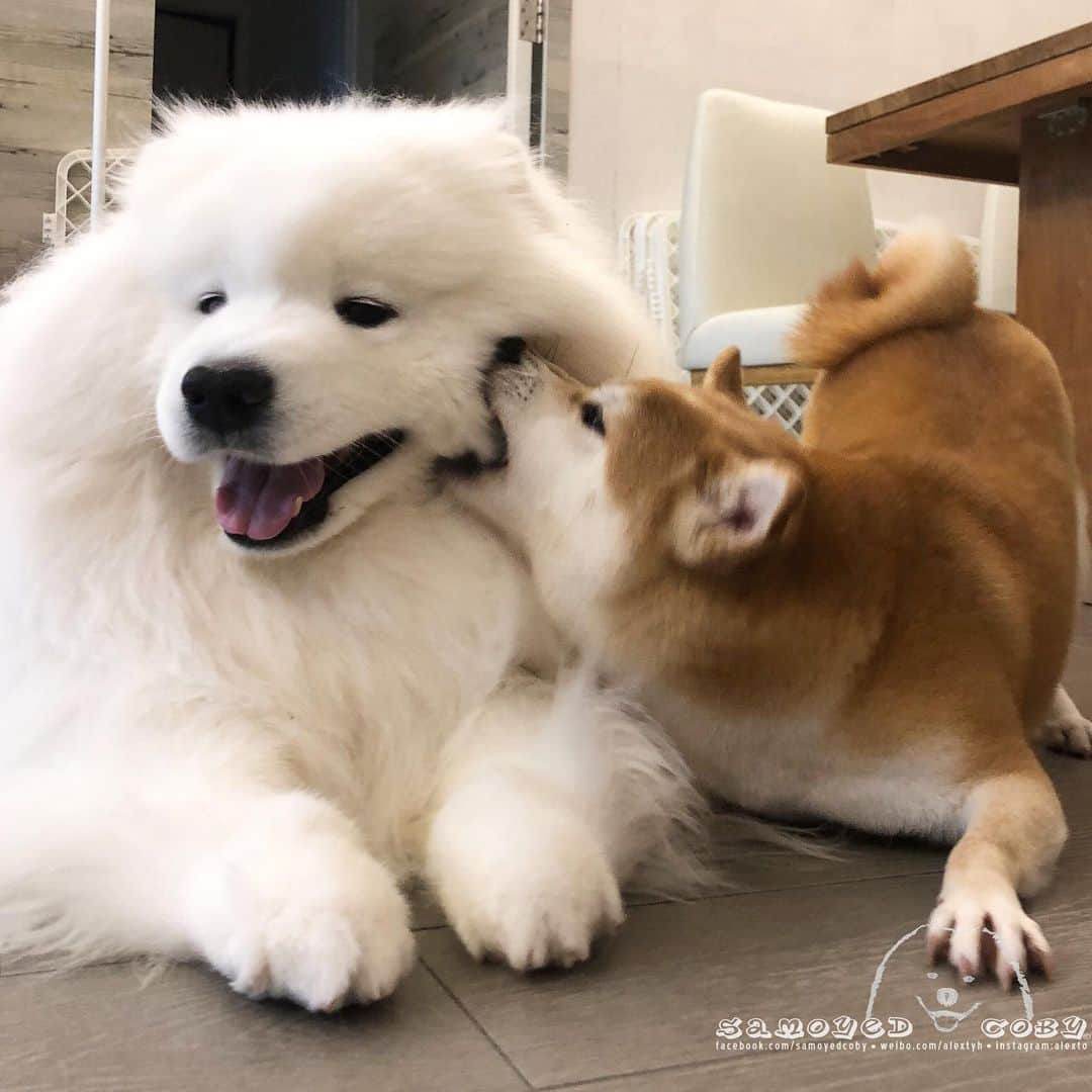 Alex Toさんのインスタグラム写真 - (Alex ToInstagram)「Wild kiss 😜😜😜 #cute #dog #doglover #dogsofinstagram #dogoftheday #dogofthedayjp #dogstagram #fluffy #hkig #hongkong #ilovemydog #instadog #instagood #instamood #instagraphy #shibainu #samoyedoninstagram #pet #petlovers #petsofinstagram #petstagram #photooftheday #puppy #pupsofinstagram #samoyed #samoyedsofinstagram #webstagram #犬 #サモエド」5月24日 13時06分 - alexto