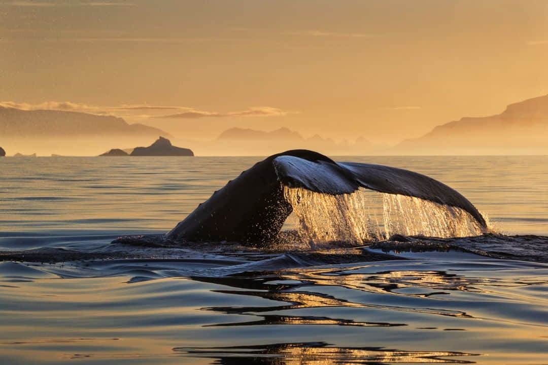 National Geographic Travelさんのインスタグラム写真 - (National Geographic TravelInstagram)「Photo by @PaulNicklen | As the setting sun touched the horizon, a humpback whale graciously lifted its fluke before disappearing into the icy depths to feed. Once at an alarming risk of extinction from excessive hunting, humpback whale populations have made a remarkable comeback. Their recovery was showcased on this night in Antarctica, as we witnessed hundreds of humpbacks gorging on krill; a species which sustains almost all life in the area. #FollowMe at @PaulNicklen and explore my feed for more photos from #Antarctica. #humpback #whale #ocean #nature」5月24日 13時01分 - natgeotravel