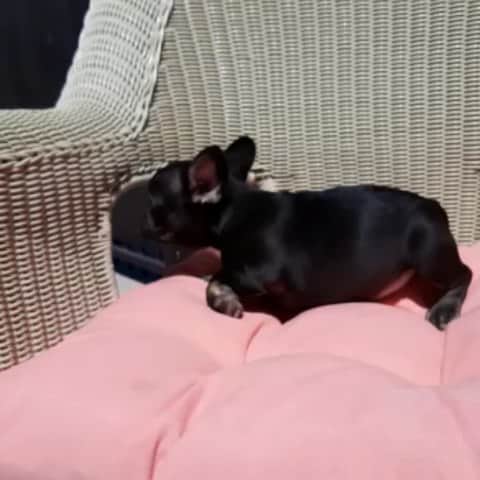 Oprahnbooのインスタグラム：「Chocolate female.  #frenchbulldog #female #triplecarrier #dogiftheworld #dogsoftheday #dogsofinstagram #pleaseshare #pleasetag #loveher」