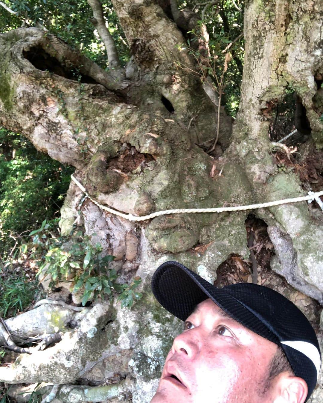 たむらけんじさんのインスタグラム写真 - (たむらけんじInstagram)「森で凄いパワーを感じる木に出会った。  #たむけん #ウォーキング」5月24日 13時22分 - tamuradojou