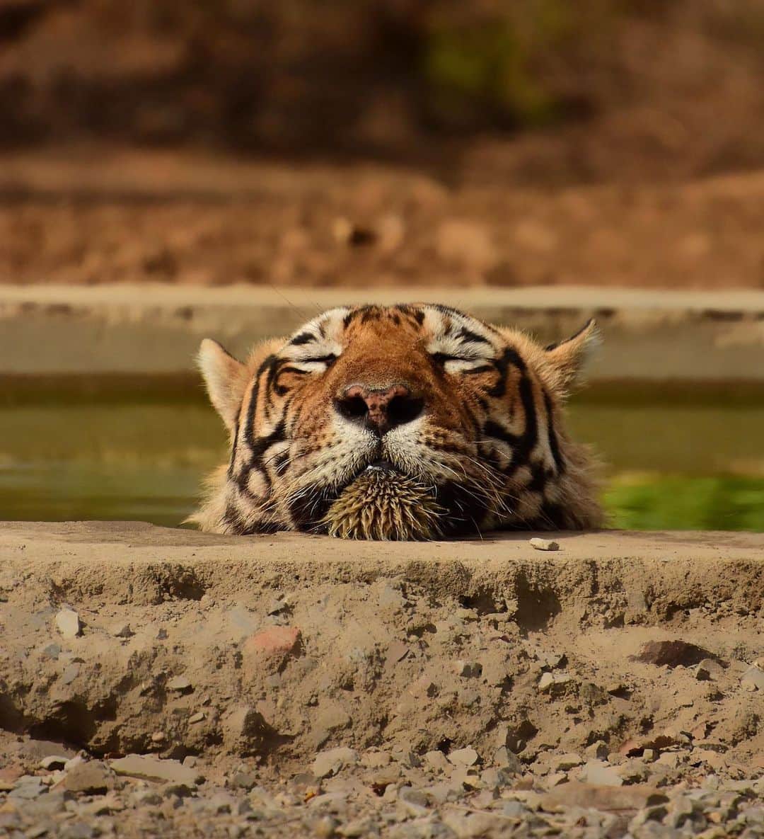 Nikon Australiaさんのインスタグラム写真 - (Nikon AustraliaInstagram)「The cool water providing a moment of relaxation for this tiger on a warm day, captured by @shivansh_sharma7 on the D7200.  Interested in wildlife photography? We have a range of workshops where you can learn how to overcome challenges typically faced by wildlife photographers, and capture your own stunning images of a variety of animals. Visit the link in our bio for more information.  Camera: Nikon #D7200 Lens: AF-S NIKKOR 70-200mm f/2.8G ED VR II Settings: f/6 | 1/2500s | ISO 500  #MyNikonLife #Nikon #NikonAustralia #NikonTop #Photography #DSLR #WildlifePhotography #Tiger」5月24日 13時32分 - nikonaustralia
