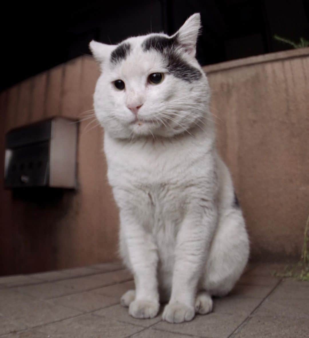 Kachimo Yoshimatsuさんのインスタグラム写真 - (Kachimo YoshimatsuInstagram)「ナナクロ、可愛いなあ！ たまらん！ #uchinonekora #nanakuro #sotononekora #neko #cat #catstagram #kachimo #猫 #ねこ #うちの猫ら http://kachimo.exblog.jp」5月24日 13時25分 - kachimo