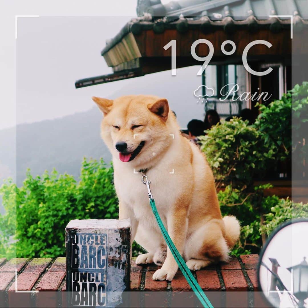 BeautyPlus Japanさんのインスタグラム写真 - (BeautyPlus JapanInstagram)「☔️☔️☔️. #今日の天気 #ビューティープラス #ビューティープラスペット #beautyplus  #台湾旅行  #犬好きさんと繋がりたい」5月24日 14時04分 - beautyplus_jp