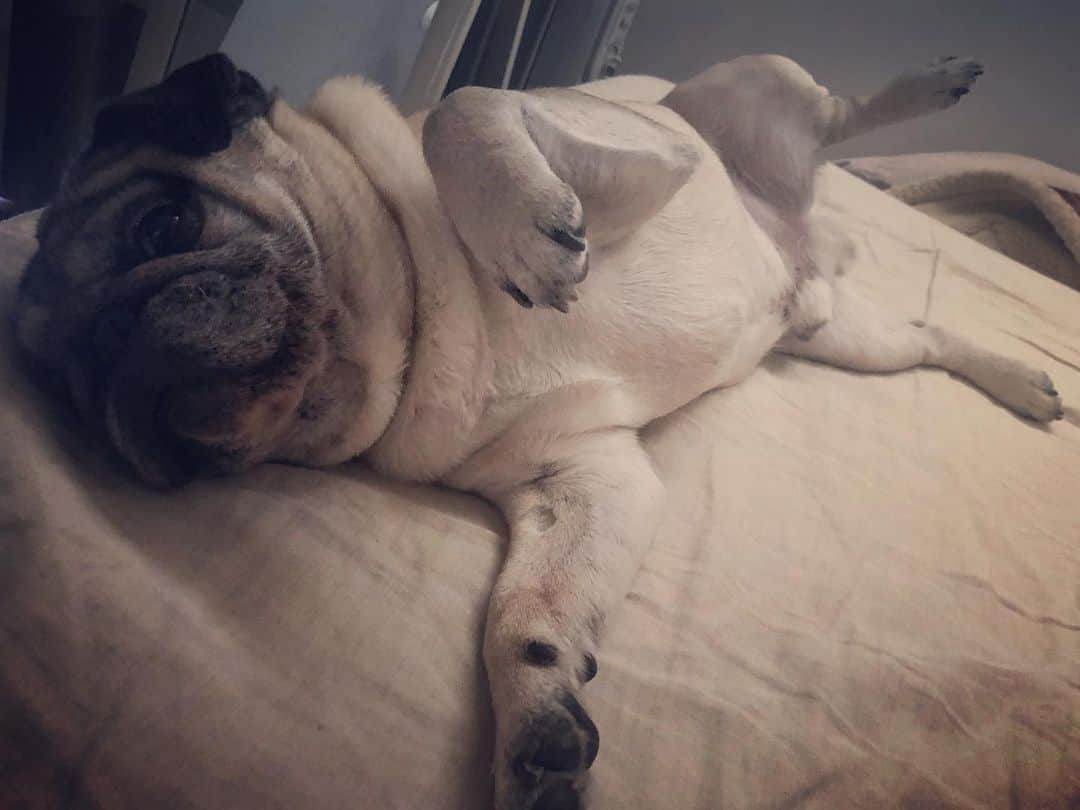 やついいちろうさんのインスタグラム写真 - (やついいちろうInstagram)「グラビア #pug #pugs #puglife #puglove #パグ #パグスタグラム」5月24日 14時31分 - yatsuiichiro