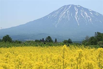 現地発信の旅行サイト「たびらい」さんのインスタグラム写真 - (現地発信の旅行サイト「たびらい」Instagram)「【北海道・倶知安町】 パウダースノーで有名なニセコ・倶知安町には、羊蹄山と芝桜・菜の花の見事なコラボレーションが見られる場所があるんです。個人の庭を無料開放している「三島さんちの芝さくら」は、例年5月下旬～6月中旬が見頃。ぜひドライブの途中に立ち寄りたいスポットです♪　詳しくは「たびらい　三島さんちの芝ざくら」で検索！  #たびらい#tabirai #たびらい北海道 #北海道 #hokkaido #倶知安町 #倶知安 #kutchan #ニセコ#三島さんちの芝桜 #庭園 #羊蹄山 #女子旅 #花畑 #芝桜 #菜の花 #黄色 #ピンク #フォトジェニック #きれい #絶景 #花 #flowers #山 #mountain #youteimountain #見頃 #蝦夷富士 #旅行好きな人と繋がりたい #写真好きな人と繋がりたい」5月24日 14時44分 - tabirai
