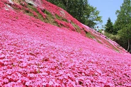 現地発信の旅行サイト「たびらい」さんのインスタグラム写真 - (現地発信の旅行サイト「たびらい」Instagram)「【北海道・倶知安町】 パウダースノーで有名なニセコ・倶知安町には、羊蹄山と芝桜・菜の花の見事なコラボレーションが見られる場所があるんです。個人の庭を無料開放している「三島さんちの芝さくら」は、例年5月下旬～6月中旬が見頃。ぜひドライブの途中に立ち寄りたいスポットです♪　詳しくは「たびらい　三島さんちの芝ざくら」で検索！  #たびらい#tabirai #たびらい北海道 #北海道 #hokkaido #倶知安町 #倶知安 #kutchan #ニセコ#三島さんちの芝桜 #庭園 #羊蹄山 #女子旅 #花畑 #芝桜 #菜の花 #黄色 #ピンク #フォトジェニック #きれい #絶景 #花 #flowers #山 #mountain #youteimountain #見頃 #蝦夷富士 #旅行好きな人と繋がりたい #写真好きな人と繋がりたい」5月24日 14時44分 - tabirai