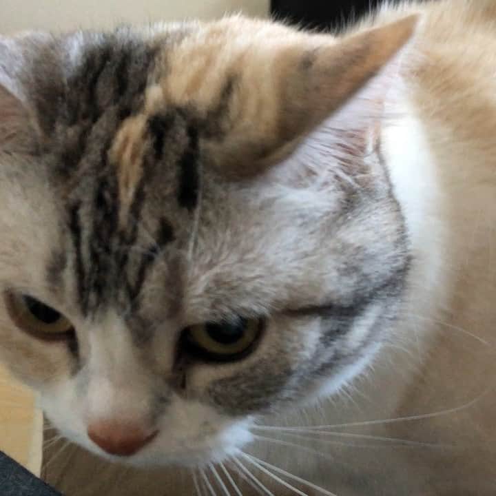 Natsukiのインスタグラム：「大音量のゴロゴロ音笑  #cat  #scottishfold  #猫のいる暮らし」