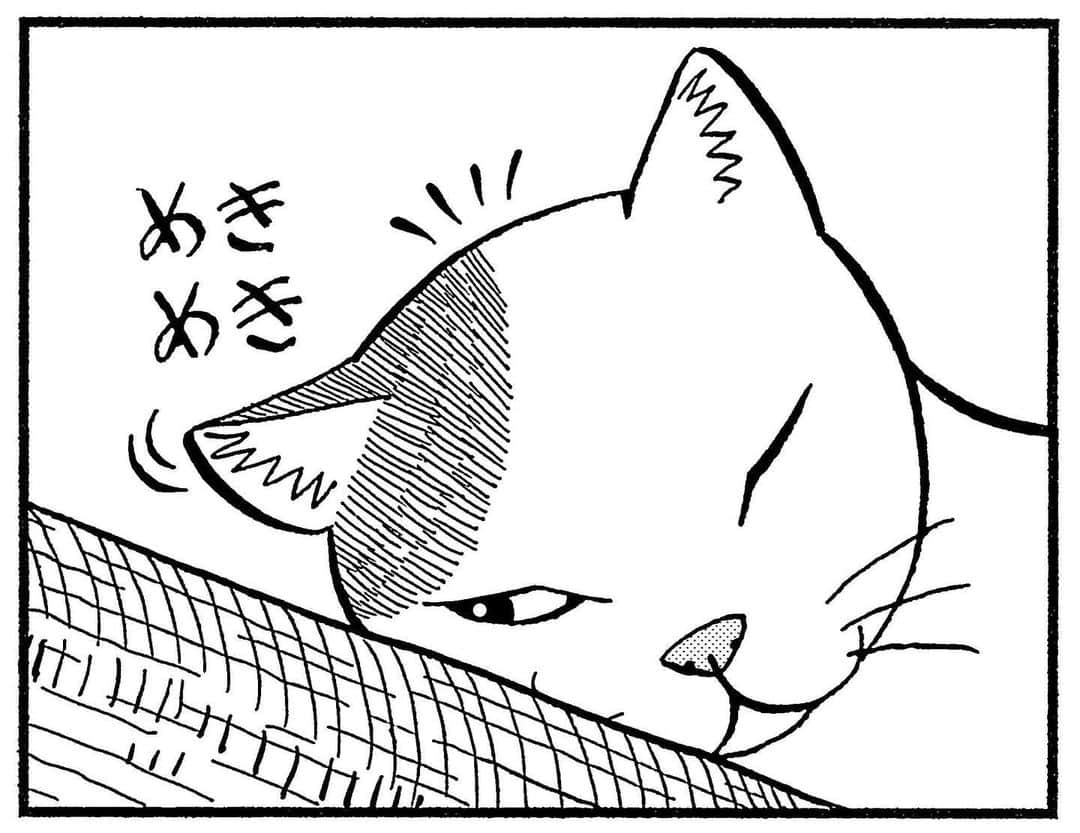 相原コージさんのインスタグラム写真 - (相原コージInstagram)「WEBアクションで連載中の『こびとねこ』が更新されましたよ。最終50話「溝」。#こびとねこ #webアクション  #まんが  #ねこ #こびと #最終回 #小小猫  #cat #thumbecat #catmanga #manga」5月24日 15時11分 - kojiaihara