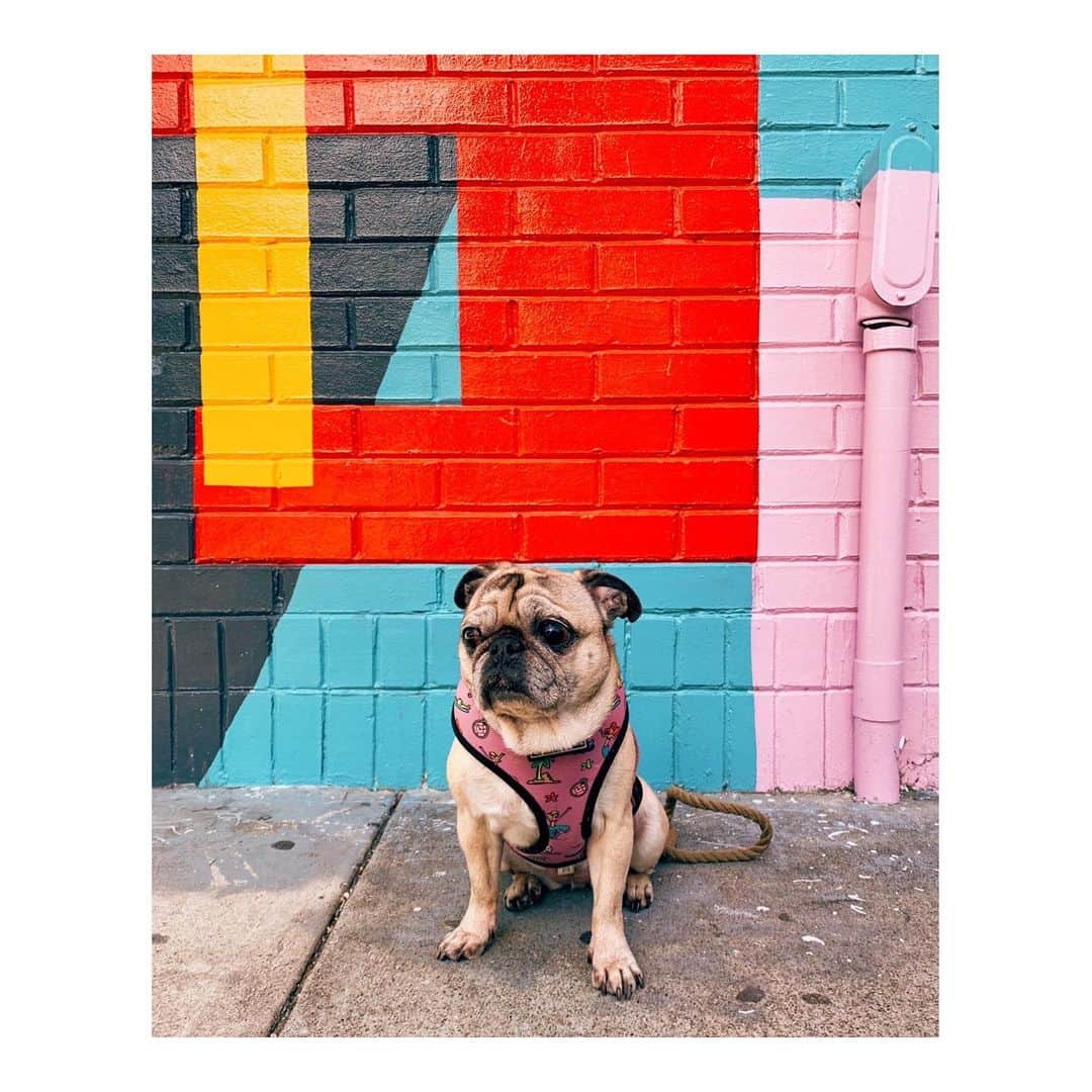Melissa Santiagoのインスタグラム：「Looks like a video game level behind her 🕹 #DailyPug #LeicaHarrietPancakes #Pug」