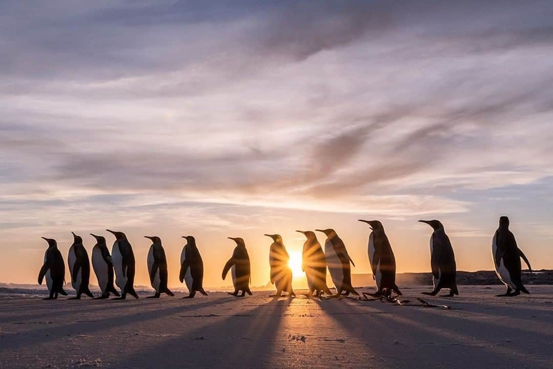 National Geographic Travelさんのインスタグラム写真 - (National Geographic TravelInstagram)「Photo by @DaisyGilardini | King penguins commute every morning from the colony to the beach, like diligent workers commuting to work in the big cities. They then jump into the sea to fish for the day. I was fortunate to spend a full week in the Falkland Islands (Malvinas)  in late October, following them. Rain or shine, I was there at the beach witnessing  the parade and trying to capture the elegance of these gentle creatures in the morning light. Follow me @DaisyGilardini for more images and stories behind the scenes. #penguin #kingpenguin #falklandislands #conservation」5月24日 16時02分 - natgeotravel