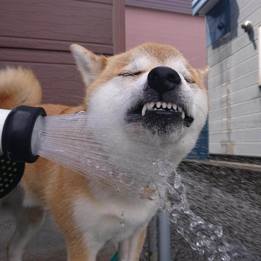 柴犬⭐️サスケのインスタグラム