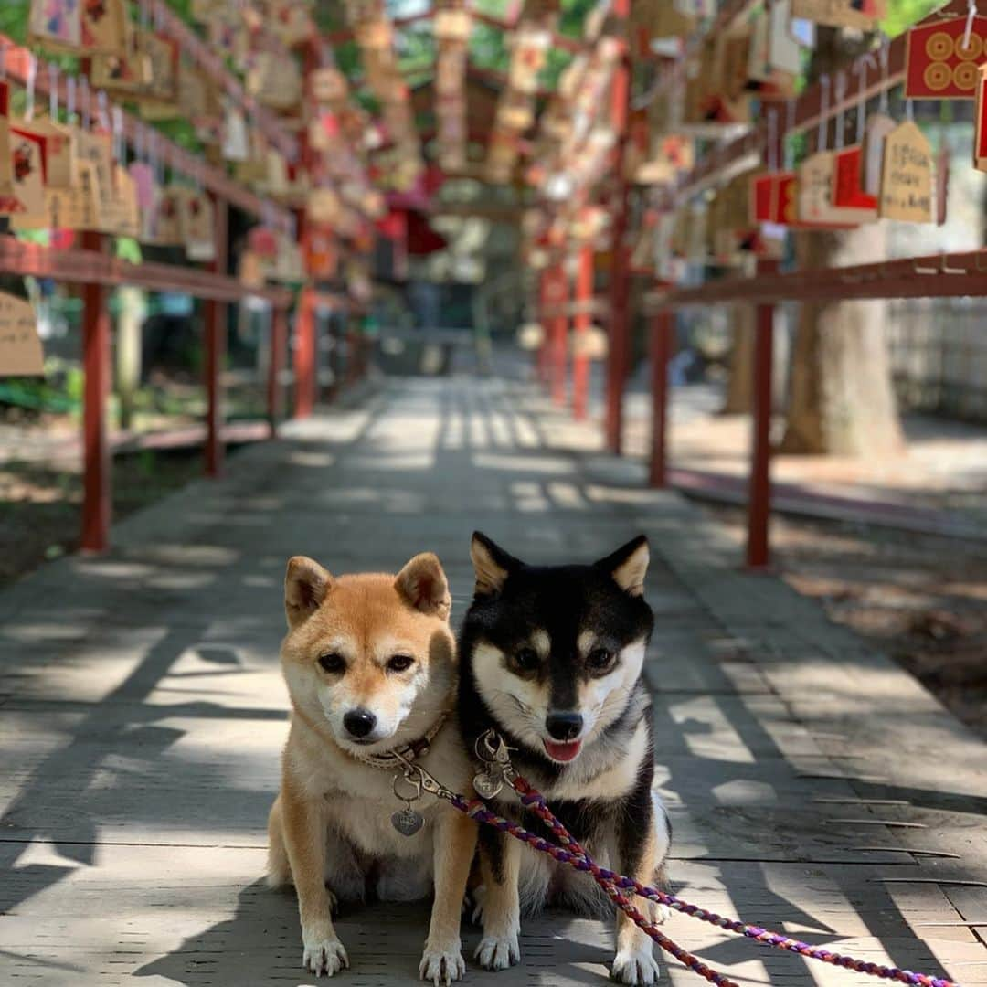 豆柴なつ&ふゆさんのインスタグラム写真 - (豆柴なつ&ふゆInstagram)「We'er on a trip😆✨ 今日から1週間北関東・関東旅行です😆✨ #旅行 #trip #上田城跡公園  #長野 #犬連れ旅行  #柴犬#shiba #shibainu #shibagram # #shibalove#mameshiba #japanesedog #シバフル  #🐕📷 #dogstagram #dogoftheday #instadog #instashiba #柴犬マニア#shiba_snap #犬ら部 #犬バカ部 #ふわもこ部 #instacute #pecoいぬ部 #instafollow  #柴#mofmo #west_dog_japan」5月24日 16時22分 - mameshiba.natsuinu56