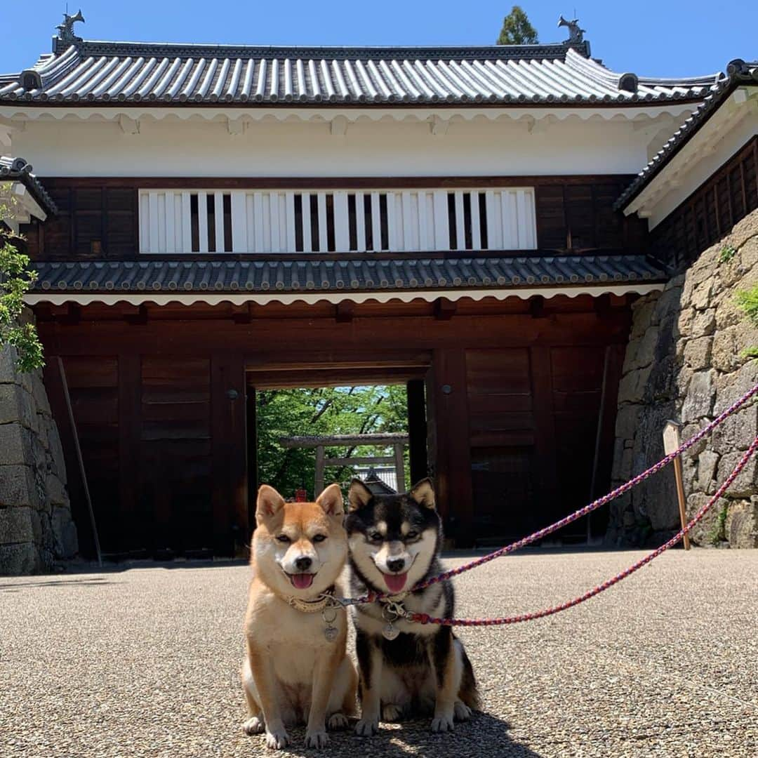 豆柴なつ&ふゆさんのインスタグラム写真 - (豆柴なつ&ふゆInstagram)「We'er on a trip😆✨ 今日から1週間北関東・関東旅行です😆✨ #旅行 #trip #上田城跡公園  #長野 #犬連れ旅行  #柴犬#shiba #shibainu #shibagram # #shibalove#mameshiba #japanesedog #シバフル  #🐕📷 #dogstagram #dogoftheday #instadog #instashiba #柴犬マニア#shiba_snap #犬ら部 #犬バカ部 #ふわもこ部 #instacute #pecoいぬ部 #instafollow  #柴#mofmo #west_dog_japan」5月24日 16時22分 - mameshiba.natsuinu56