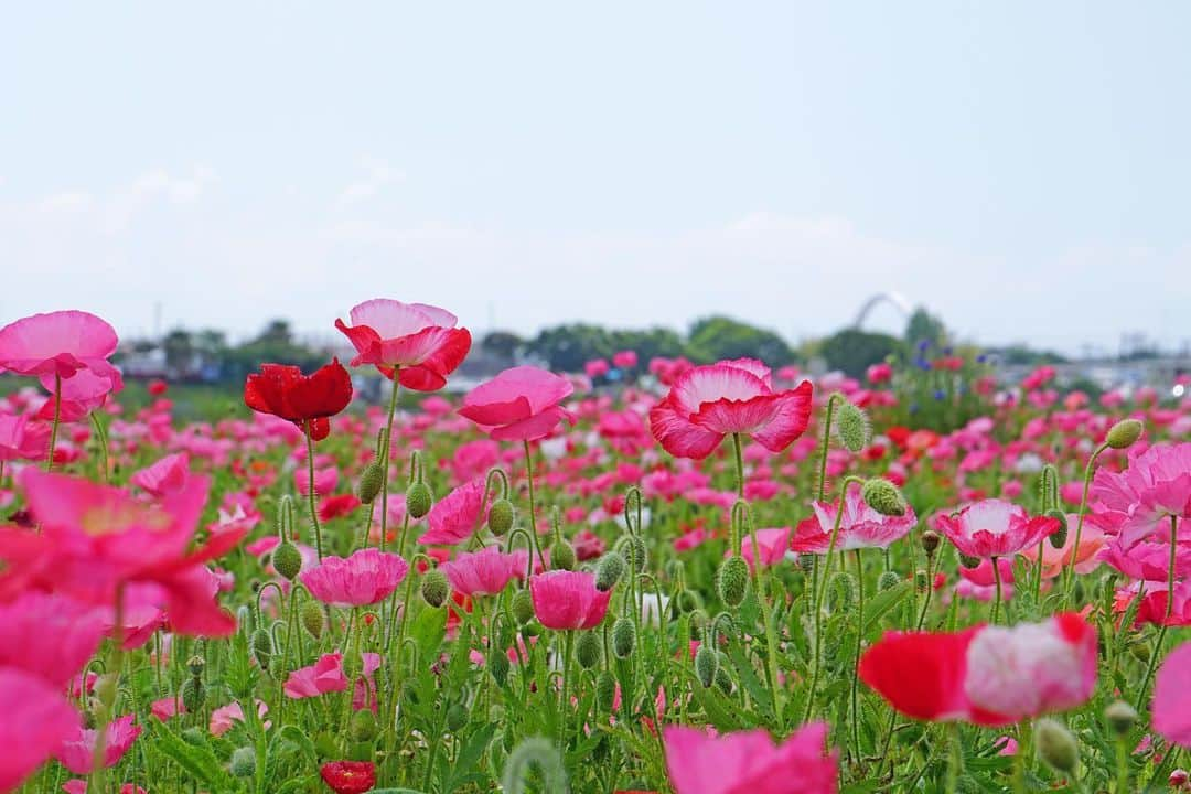 平塚市のインスタグラム