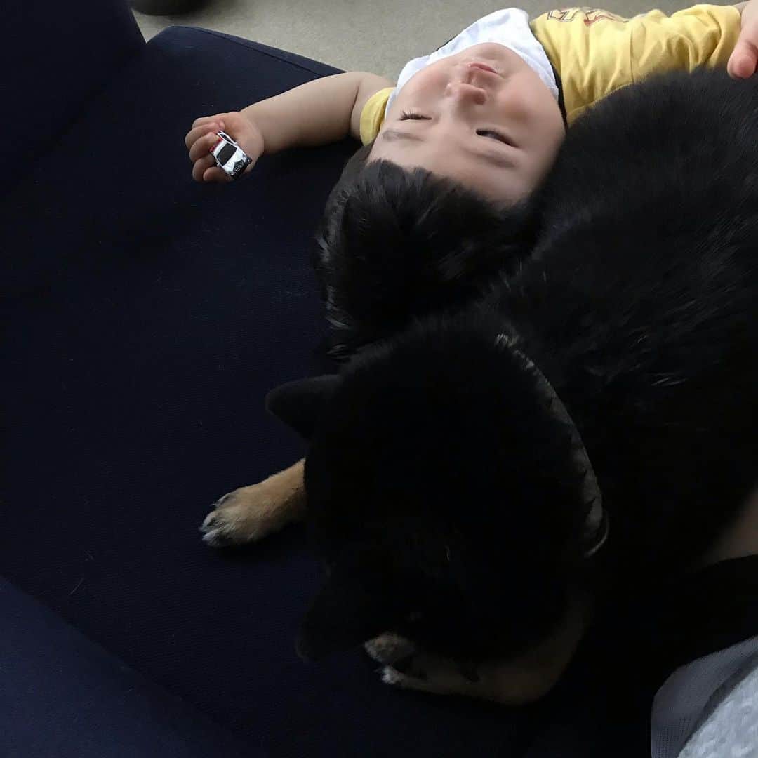 吉村民さんのインスタグラム写真 - (吉村民Instagram)「かわいすぎる。  #犬と赤ちゃん #赤ちゃんと犬  #柴犬 #子守犬小鉄兄ちゃん」5月24日 16時35分 - yoshimuratami