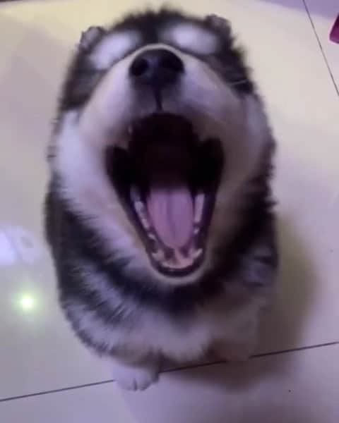 husky and malamuteのインスタグラム：「Oh..little malamute puppy.😛😍」