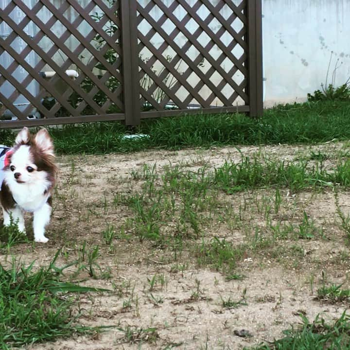 犬小屋??のインスタグラム