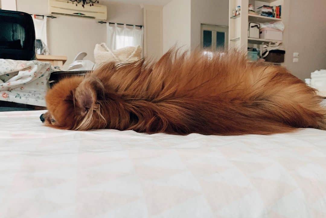 r_oseのインスタグラム：「UFO 🛸 = Unknown Fluffy Object 🐻〰️」
