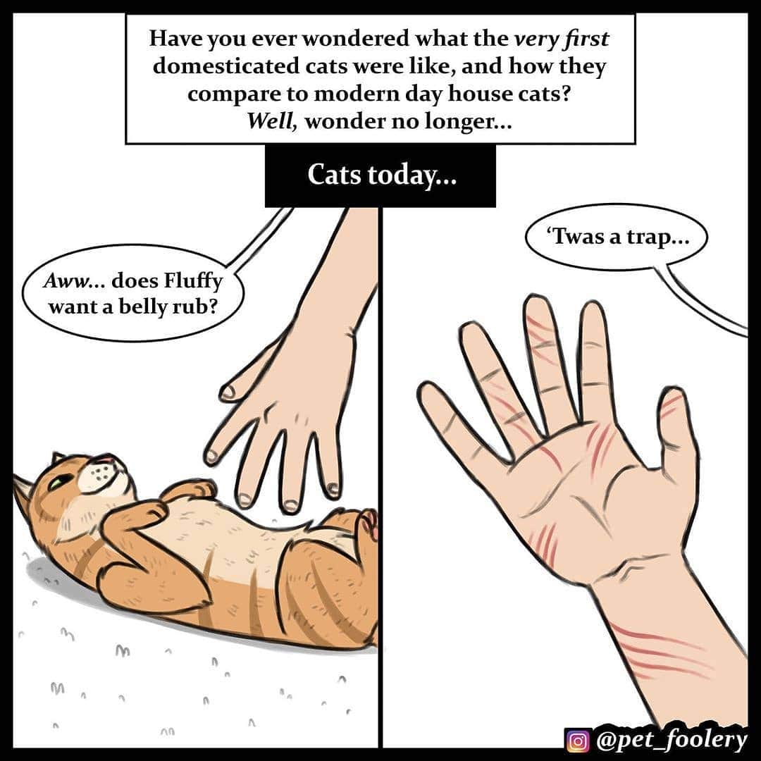 Aww Clubさんのインスタグラム写真 - (Aww ClubInstagram)「Cats really haven't changed much ✍🏼@pet_foolery  #meowed #doodles #9gagmeowdle #petfoolery #thenandnow #catcomic #meowedcomic」5月24日 17時00分 - meowed
